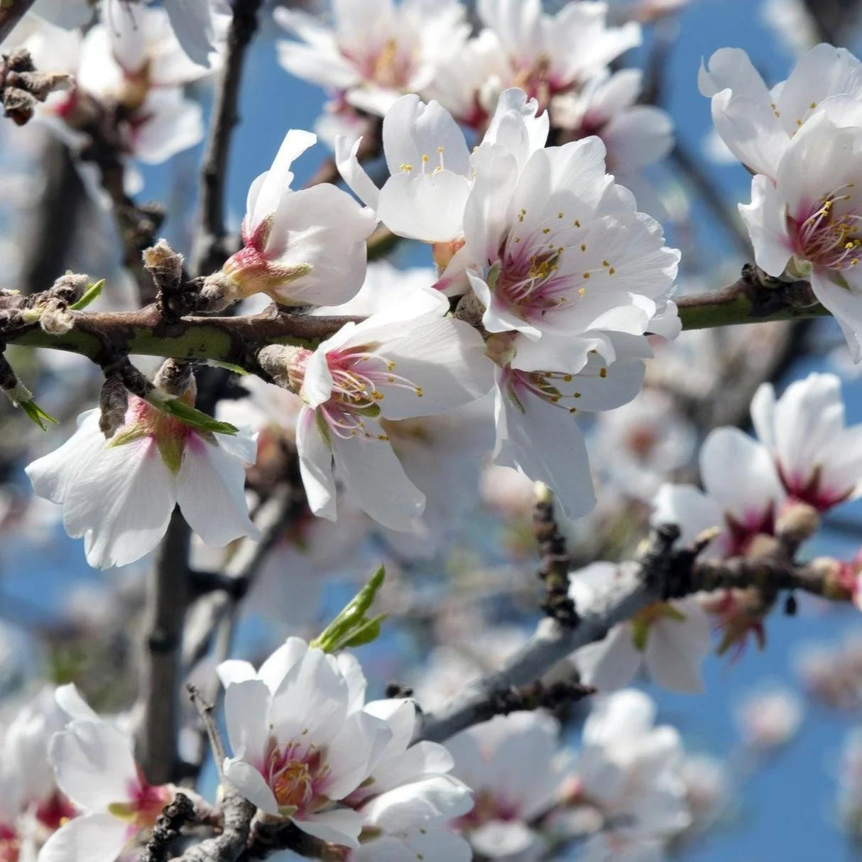 Sweet Almond Oil